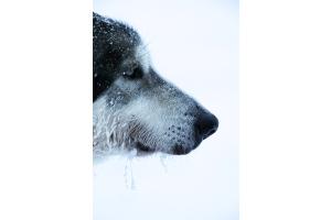 Lappland Husky 