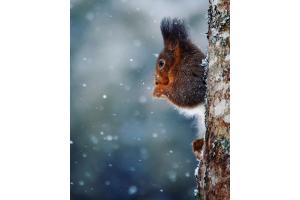 Eichhörnchen im Schnee