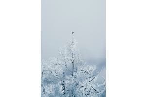 Rabe auf Baumspitze / Gurten, BE