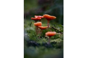 Mushrooms Mushrooms