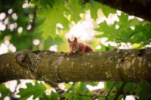 Red squirrel Red squirrel
