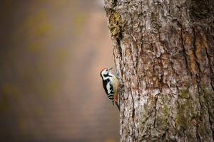 Mittelspecht auf Futtersuche Mittelspecht auf Futtersuche
