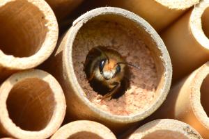 Bienenhotel 