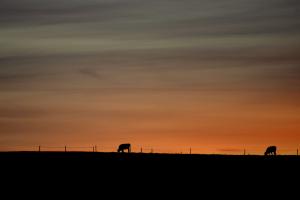 Silhouetten am Abendhimmel  