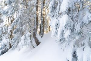 Winterwald