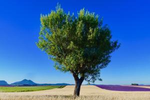 Felder in der Provence