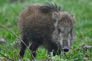 Wildsau, Fanel BE. Was denkt sie wohl von diesem Fotografen?