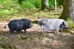 Carmela & Bonito entdecken die Natur