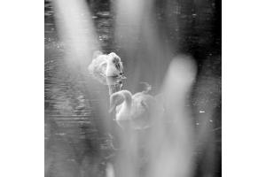 Geschwisterliebe