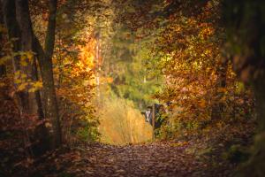 Herbstkuh