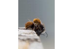 wildbienen