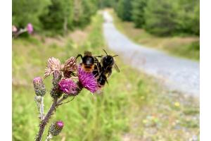 Natur Natur