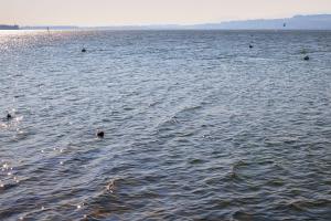 Leichter Wind am Murtensee Leichter Wind am Murtensee