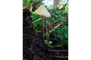 Pilz