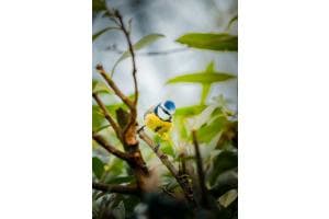 Die neugierige Blaumeise 