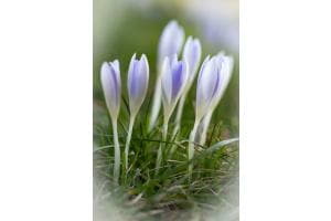 Frühling