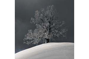 Rämislinde im Winter
