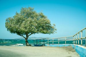 Griechische Wind im Baum
