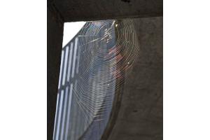 Tierische Architektur