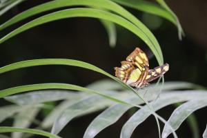 Gelber Schmetterling Gelber Schmetterling