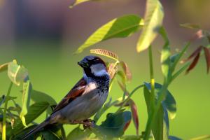 Spatz