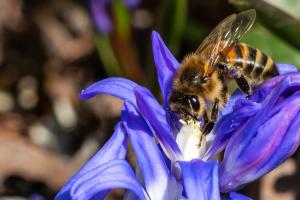 Eine Biene geniesst die Nahrung für einen tollen Start in den Frühling