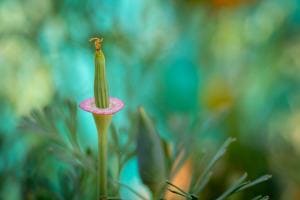 Spacy Farben im Garten Spacy Farben im Garten