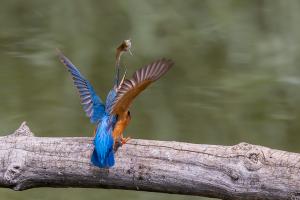 Eisvogel Eisvogel