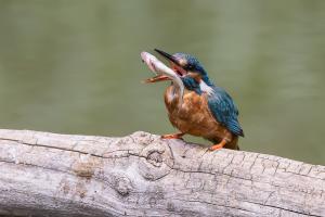 Eisvogel Eisvogel
