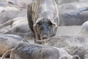 Sauwoh - diese Abkühlung im Schlammbad Sauwoh - diese Abkühlung im Schlammbad