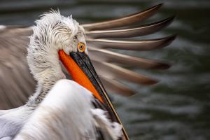 Krauskopfpelikan im Tierpark Dählhölzli Bern