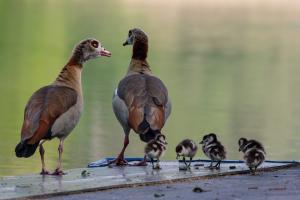 Nilgansfamilie