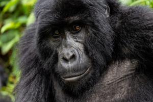 Gorilla ganz friedlich