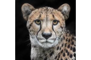 Streng beobachtet - Gepard