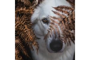 Hundeblick
