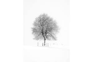 Der verschneite Baum