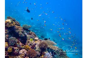 Unterwasserwelt Unterwasserwelt