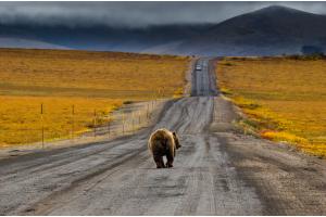 Canadian Traffic