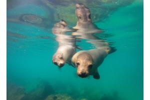 junge Seelöwen auf Galapagos