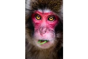 Portrait eines wilden, jungen Schneemakaken in Japan