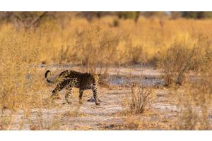 Leopardweibchen auf Pirsch
