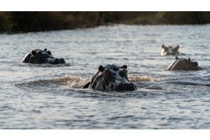 Hippos vor dem Abtauchen