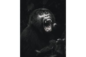 junger Schwarzrücken zeigt seine Zähne in Bwindi, Uganda