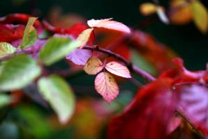 Herbstzauber