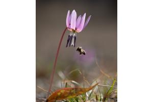 Hundszahnlilie mit Wildbiene
