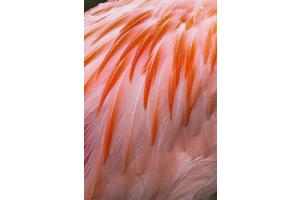 Detail eines Flamingos