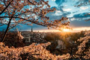 Bern während der Kirschblüte Bern während der Kirschblüte