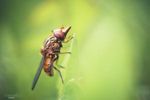 Insekten Details