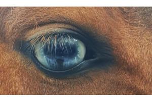 I see you I see you