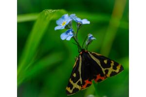 Wegerichbär (Schmetterling), Zermatt